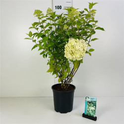 Šluotelinė hortenzija (Lot Hydrangea pan.) 'Limelight' C6,5/P24 60-80 CM