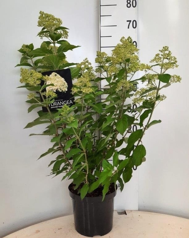 Šluotelinė hortenzija (Lot Hydrangea pan.) 'Limelight' C6/P25 50-60 CM | ŠLUOTELINĖS HORTENZIJOS | HORTENZIJOS