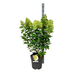 Šluotelinė hortenzija (Lot Hydrangea pan.) 'Limelight' C15 60-80 CM - nuotrauka 2