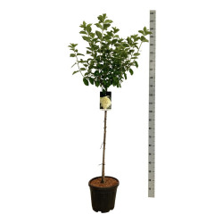 Šluotelinė hortenzija (Lot Hydrangea pan.) 'Limelight' C15 STIEBAS 90 CM - nuotrauka 2