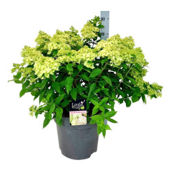 Šluotelinė hortenzija (Lot Hydrangea pan.) 'Little Lime' C15 50-60 CM - nuotrauka 2