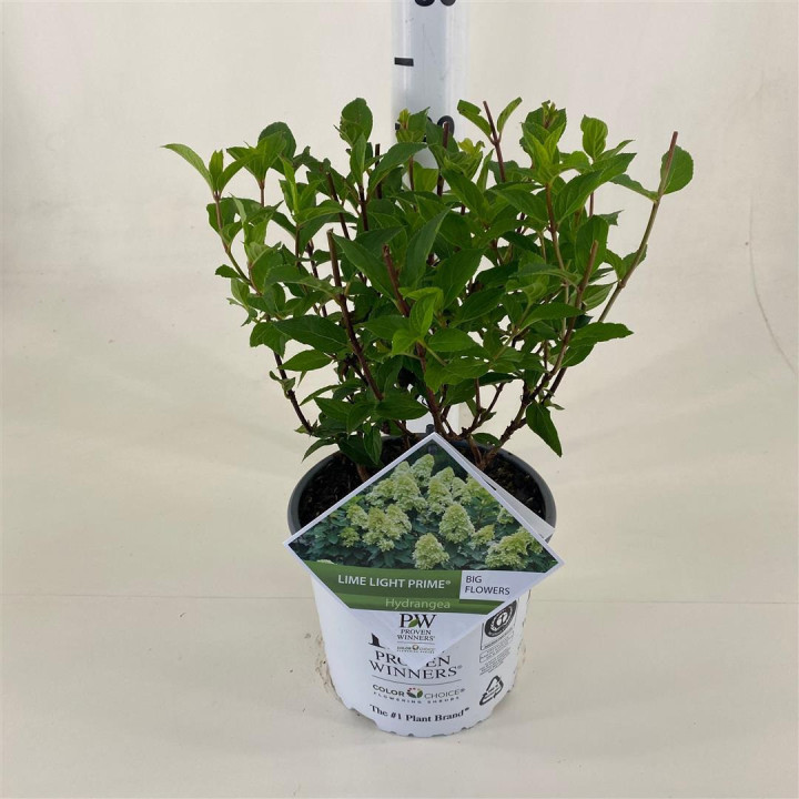 Šluotelinė hortenzija (Lot Hydrangea pan.) 'Limelight Prime' C3/P19 30-40 CM