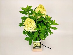 Šluotelinė hortenzija (Lot Hydrangea pan.) 'Little Spooky' C1,5/P15 20-30 CM - nuotrauka 1