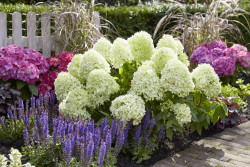 Šluotelinė hortenzija (Lot Hydrangea pan.) 'Little Spooky' C3/P19 30-40 CM - nuotrauka 1