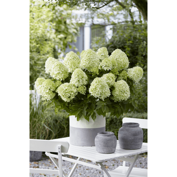 Šluotelinė hortenzija (Lot Hydrangea pan.) 'Little Spooky' C3/P19 30-40 CM - nuotrauka 2