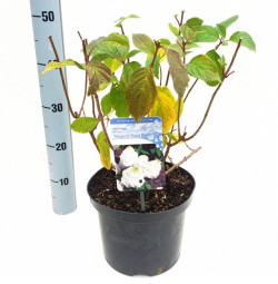 Šluotelinė hortenzija (Lot Hydrangea pan.) 'Magical Mont Blanc' C5/P23 50-60 CM