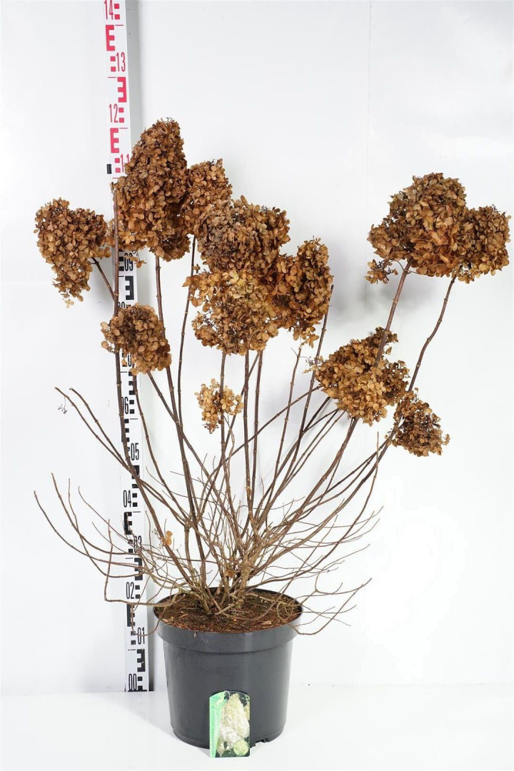 Šluotelinė hortenzija (Lot Hydrangea pan.) 'Polar Bear' C12 80-100 CM