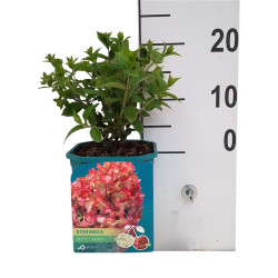 Šluotelinė hortenzija (Lot Hydrangea pan.) 'Petite Cherry' C2/P17 20-25 CM