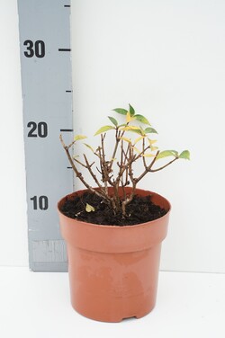 Šluotelinė hortenzija (Lot Hydrangea pan.) 'Petite Cherry' C1,5/P14 JAUNI AUGALAI | ŠLUOTELINĖS HORTENZIJOS | HORTENZIJOS