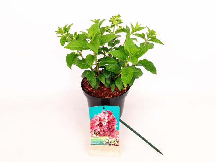 Šluotelinė hortenzija (Lot Hydrangea pan.) 'Petite Star' C3/P19 20-30 CM