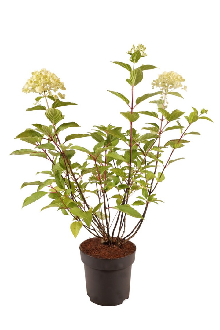 Šluotelinė hortenzija (Lot Hydrangea pan.) 'Phantom' C3/P19 30-40 CM | ŠLUOTELINĖS HORTENZIJOS | HORTENZIJOS