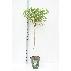 Šluotelinė hortenzija (Lot Hydrangea pan.) 'Phantom' C10 STIEBAS 80 CM | ŠLUOTELINĖS HORTENZIJOS | HORTENZIJOS