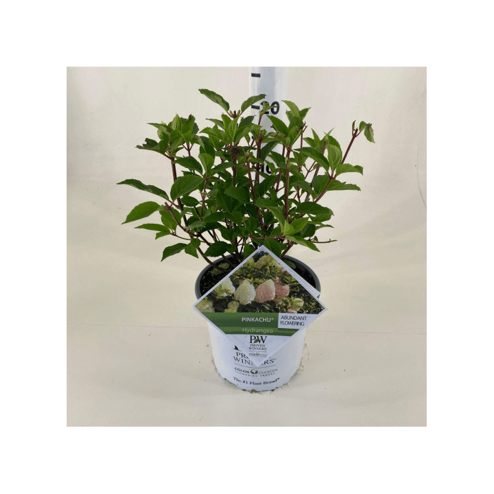 Šluotelinė hortenzija (Lot Hydrangea pan.) 'Pinkachu' C3/P19 30-40 CM