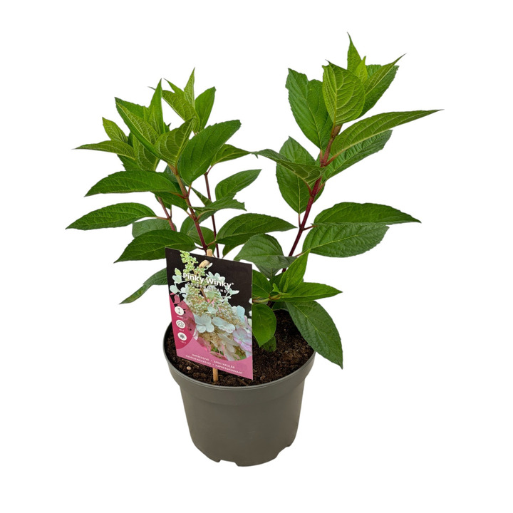Šluotelinė hortenzija (Lot Hydrangea pan.) 'Pinky Winky' C3/P19 20-30 CM