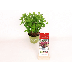 Šluotelinė hortenzija (Lot Hydrangea pan.) 'Red Light' C1,5/P15 20-30 CM