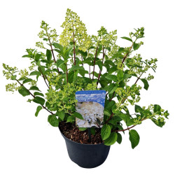 Šluotelinė hortenzija (Lot Hydrangea pan.) 'Silver Dollar' C5/P23 30-40 CM - nuotrauka 2