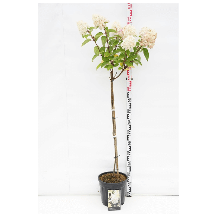 Šluotelinė hortenzija (Lot Hydrangea pan.) 'Silver Dollar' C10 STIEBAS 100 CM | ŠLUOTELINĖS HORTENZIJOS | HORTENZIJOS