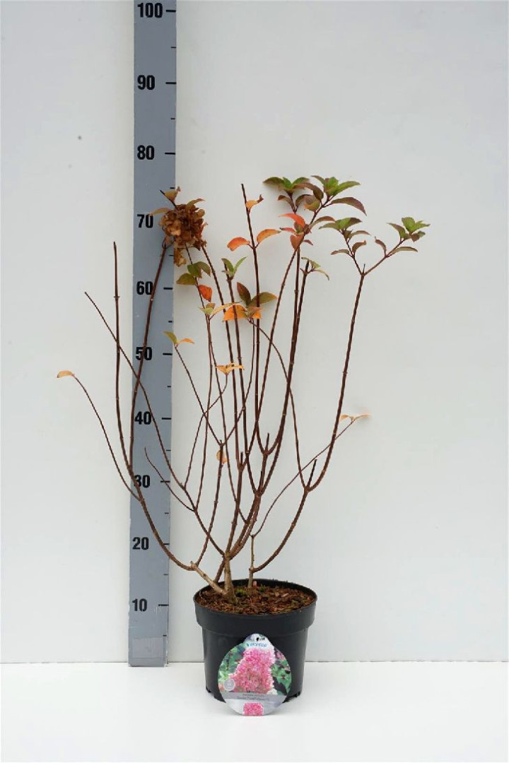 Šluotelinė hortenzija (Lot Hydrangea pan.) 'Sundea Fraise' C3/P19 40-50 CM | ŠLUOTELINĖS HORTENZIJOS | HORTENZIJOS