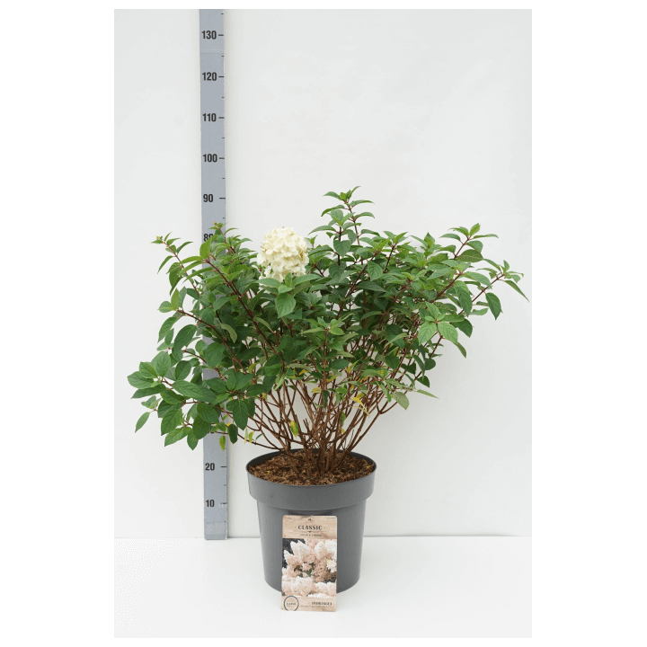 Šluotelinė hortenzija (Lot Hydrangea pan.) 'Sundea Fraise' C12 80-100 CM