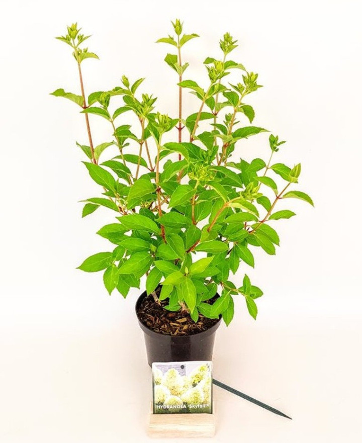 Šluotelinė hortenzija (Lot Hydrangea pan.) 'Skyfall' C1,5/P15 20-30 CM | ŠLUOTELINĖS HORTENZIJOS | HORTENZIJOS