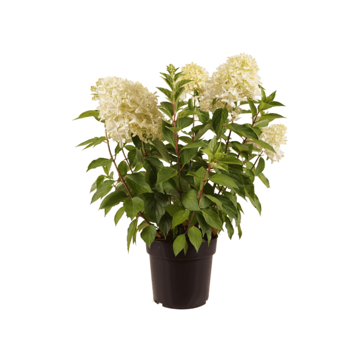 Šluotelinė hortenzija (Lot Hydrangea pan.) 'Skyfall' C5/P23 40-60 CM