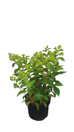 Šluotelinė hortenzija (Lot Hydrangea pan.) 'Skyfall' C7,5/P26 50-60 CM - nuotrauka 2