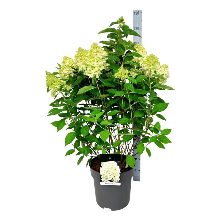 Šluotelinė hortenzija (Lot Hydrangea pan.) 'Skyfall' C15 60-80 CM