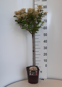 Šluotelinė hortenzija (S) (Lot Hydrangea pan. (S)) 'Ophelia' C4,5/P22 STIEBAS 60 CM