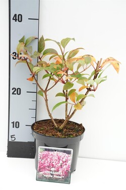 Šluotelinė hortenzija (Lot Hydrangea pan.) 'Vanille Fraise' C1,5/P15 20-30 CM - nuotrauka 2