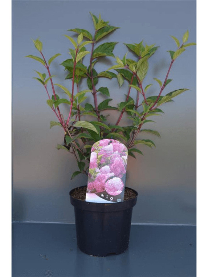Šluotelinė hortenzija (Lot Hydrangea pan.) 'Vanille Fraise' C3/P19 30-40 CM