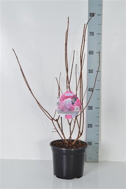Šluotelinė hortenzija (Lot Hydrangea pan.) 'Vanille Fraise' C3/P19 40-50 CM - nuotrauka 2