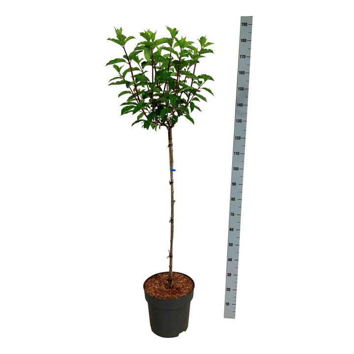 Šluotelinė hortenzija (Lot Hydrangea pan.) 'Vanille Fraise' C15 STIEBAS 90 CM
