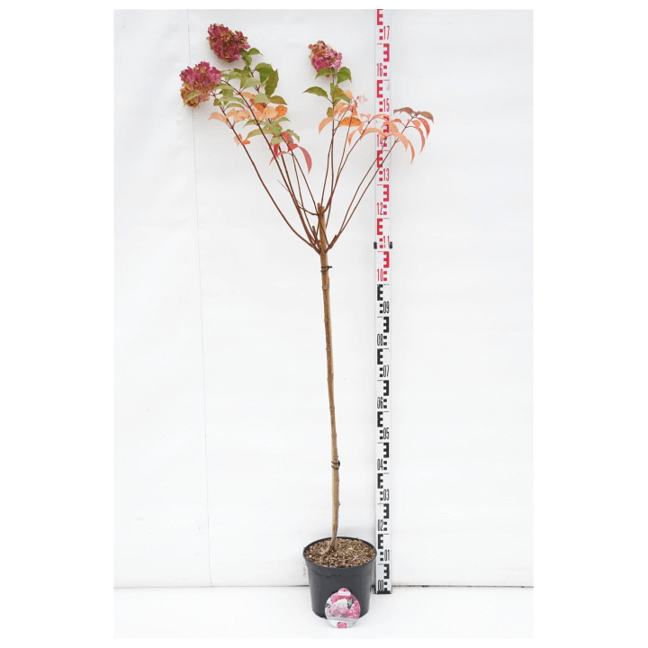 Šluotelinė hortenzija (Lot Hydrangea pan.) 'Vanille Fraise' C5/P23 STIEBAS 100 CM | ŠLUOTELINĖS HORTENZIJOS | HORTENZIJOS