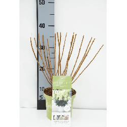 Šluotelinė hortenzija (Lot Hydrangea pan.) 'White Light' C1,5/P15 20-30 CM - nuotrauka 2