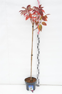 Šluotelinė hortenzija (Lot Hydrangea pan.) 'Wim's Red' C5/P23 STIEBAS 100 CM