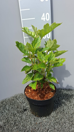 Hortenzija ąžuolialapė (Lot Hydrangea querc.) 'Alice' C3/P19 30-40 CM