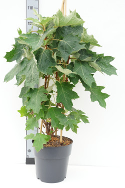 Hortenzija ąžuolialapė (Lot Hydrangea querc.) 'Munchkin' C10 60-80 CM