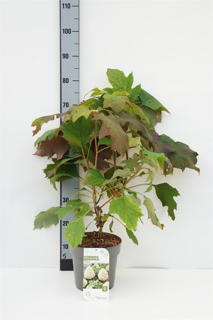 Hortenzija ąžuolialapė (Lot Hydrangea querc.) 'Tara' C4/P21 40-60 CM