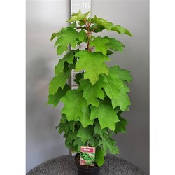 Hortenzija ąžuolialapė (Lot Hydrangea quercifolia) C7,5/P26 80-100 CM | ĄŽUOLAPĖS HORTENZIJOS | HORTENZIJOS