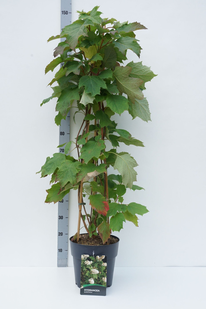 Hortenzija ąžuolialapė (Lot Hydrangea quercifolia)  C10 80-100 CM 3 ST