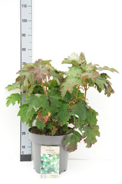 Hortenzija ąžuolialapė (Lot Hydrangea quercifolia)  C12 40-60 CM