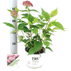 Hortenzija šviesioji (Lot Hydrangea arb.) 'Ruby Annabelle' C3/P19 20-25 CM