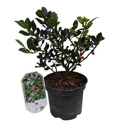 Bugienis dygialapis (Lot Ilex aq.) 'J.C. van Tol' C3/P19 25-30 CM