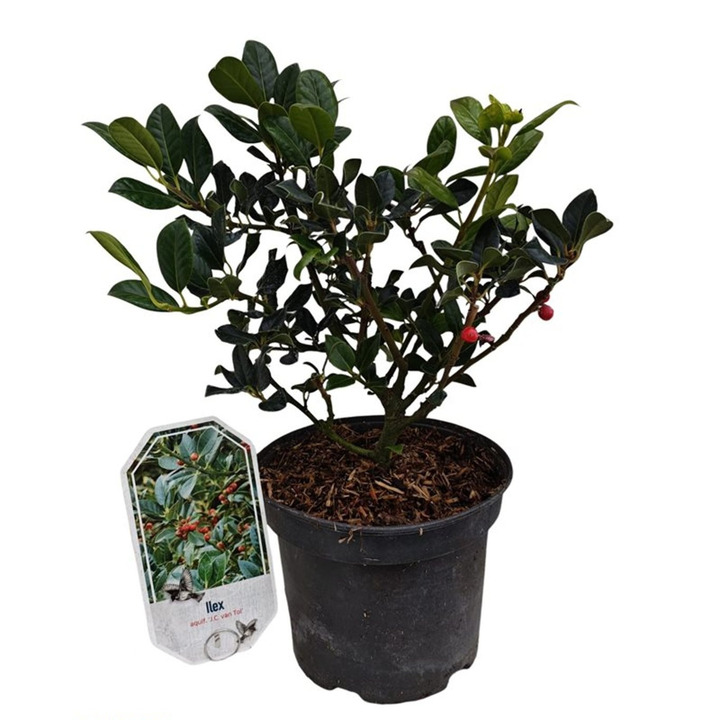 Bugienis dygialapis (Lot Ilex aq.) 'J.C. van Tol' C3/P19 25-30 CM