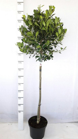Bugienis dygialapis (Lot Ilex aq.) 'J.C. van Tol' C7,5/P26 STIEBAS 90 CM - nuotrauka 1