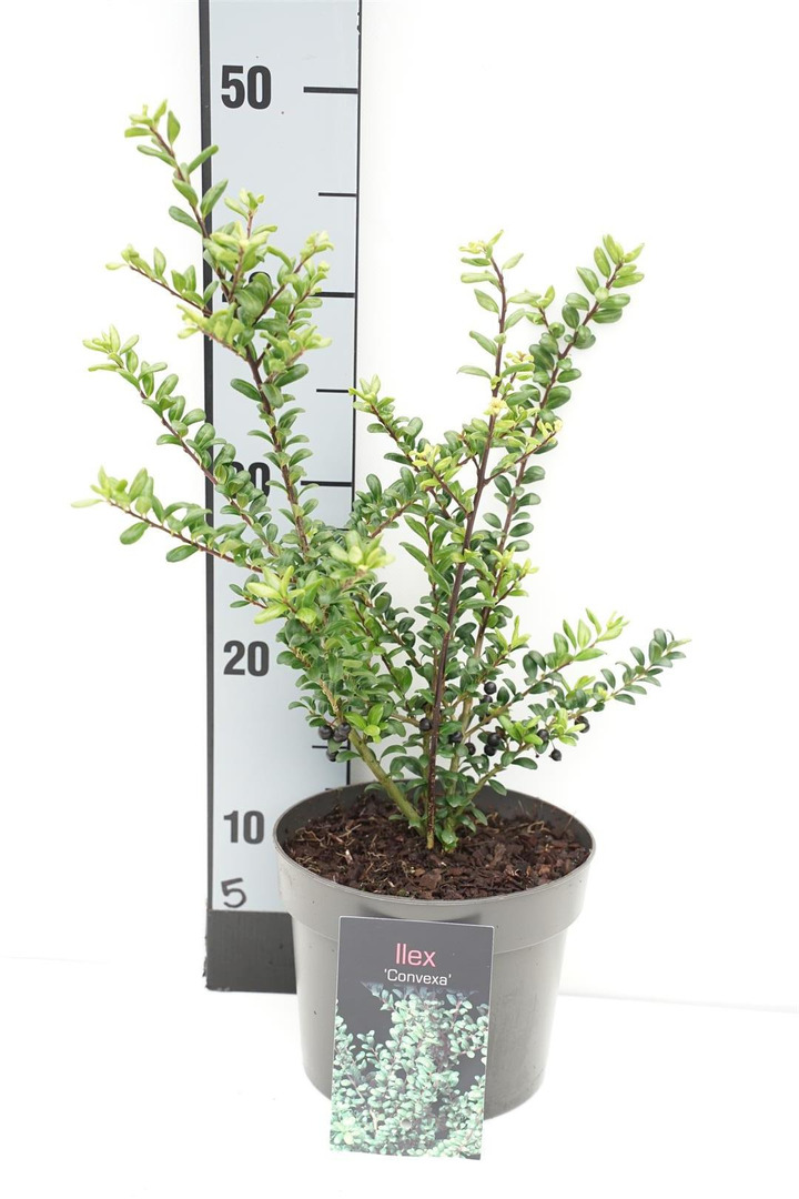 Rinčiuotasis bugienis (Lot Ilex cren.) 'Convexa' C2/P17 20-25 CM | BUGIENIAI | KRŪMAI