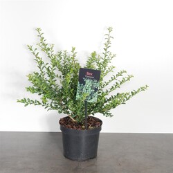 Rinčiuotasis bugienis (Lot Ilex cren.) 'Convexa' C2/P17 20-25 CM - nuotrauka 2