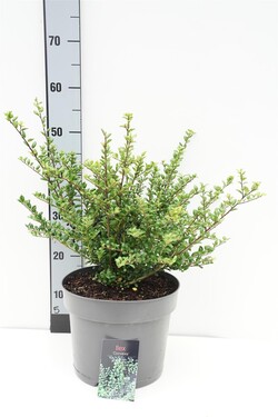 Rinčiuotasis bugienis (Lot Ilex cren.) 'Convexa' C7,5/P26 30-40 CM | BUGIENIAI | KRŪMAI
