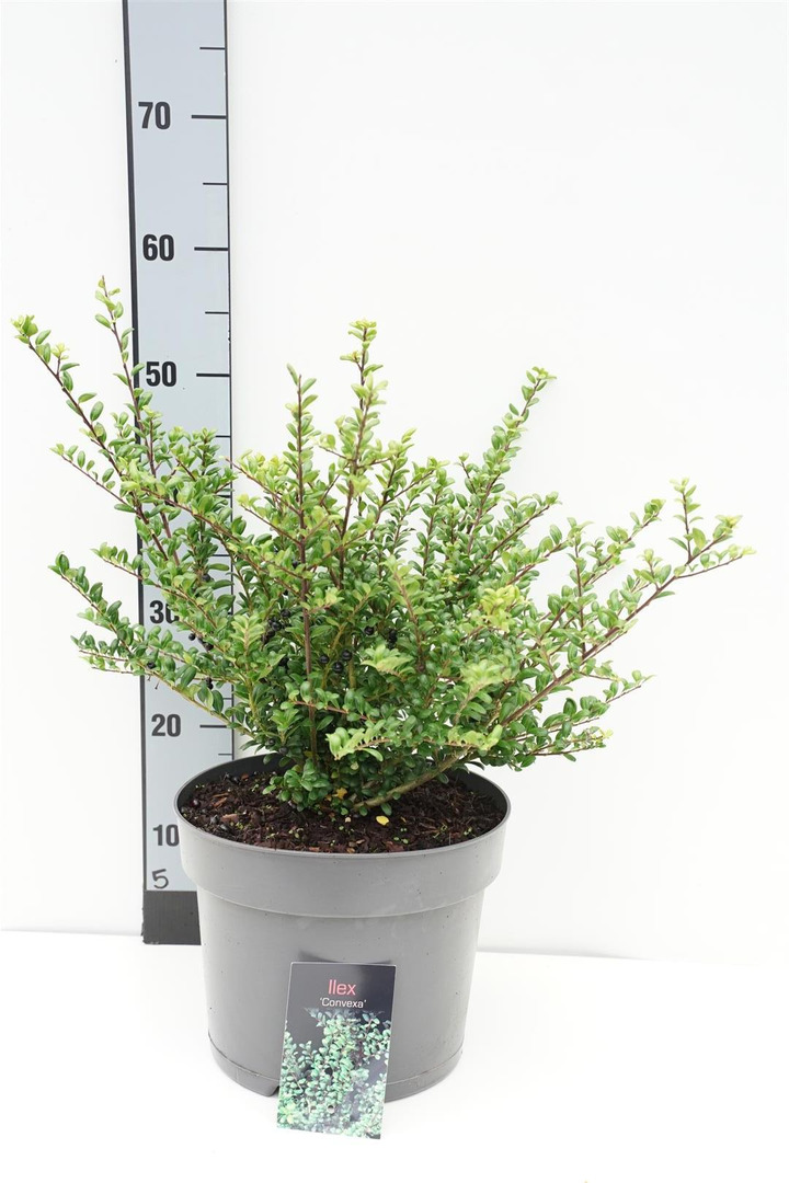 Rinčiuotasis bugienis (Lot Ilex cren.) 'Convexa' C7,5/P26 30-40 CM | BUGIENIAI | KRŪMAI
