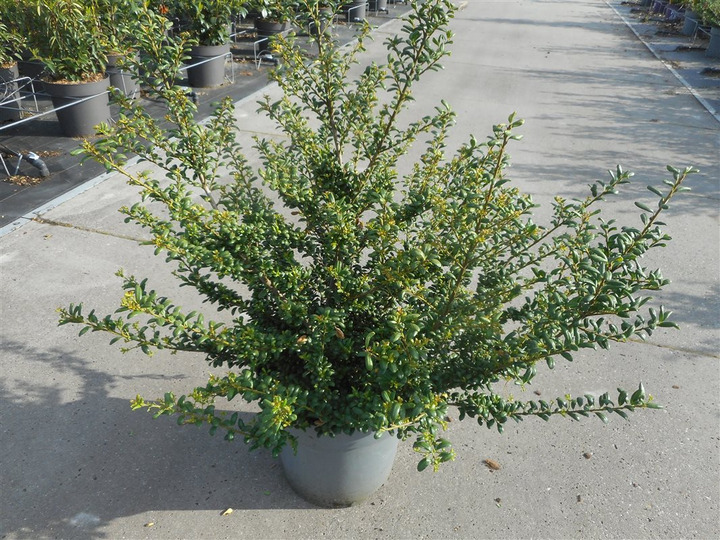 Rinčiuotasis bugienis (Lot Ilex cren.) 'Convexa' C12 60-100 CM